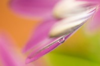 /album/water-drops/senza-titolo-6290-2-jpg/